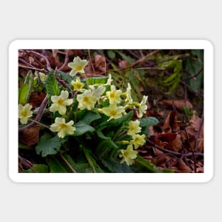 Wild Primroses Sticker